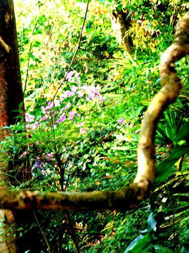 Pouso Das Glic�nias - B&B