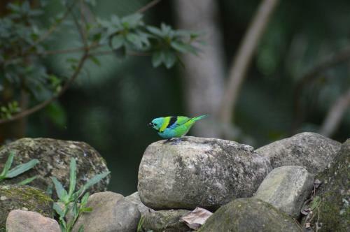 Chal�s Paraty Real