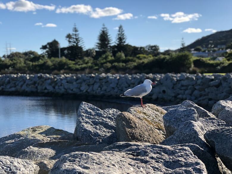 Bed & Breakfast Albany Foreshore Guest House
