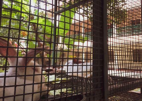 Bed & Breakfast Palm Grove Service Villa