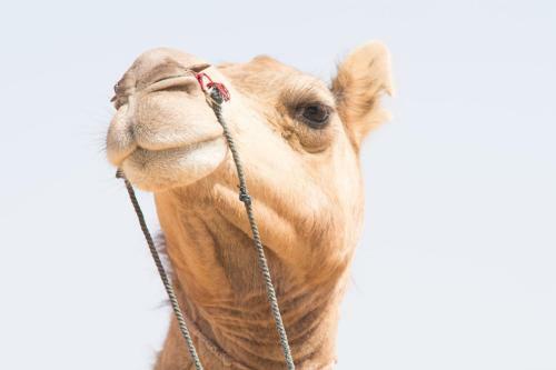 Rao Bika Ji Camel Safari