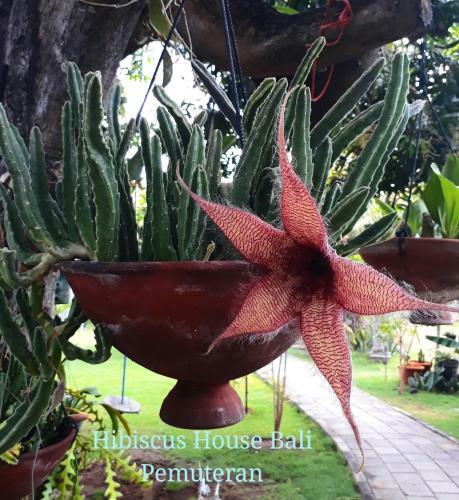 Hostal Hibiscus House Pemuteran Bali