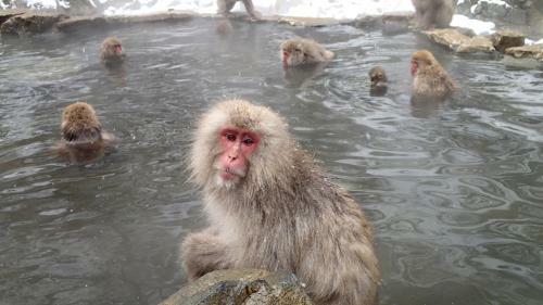 Hostal Guest House Funky Monkey Lodge, Myoko