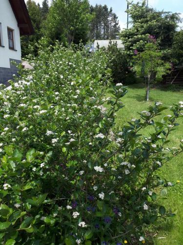 Apartamento Ferienwohnung Aronia Garten