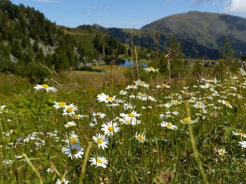 Schi- Und Wanderhotel Berghof