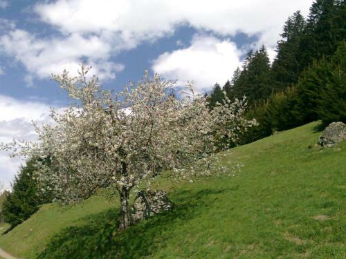 Apartamento Ferienhaus B�sch