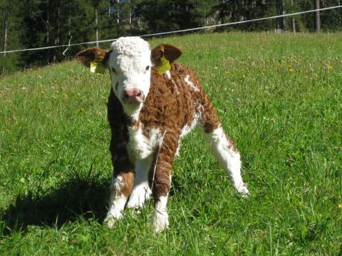 Almh�tte Adlerhorst