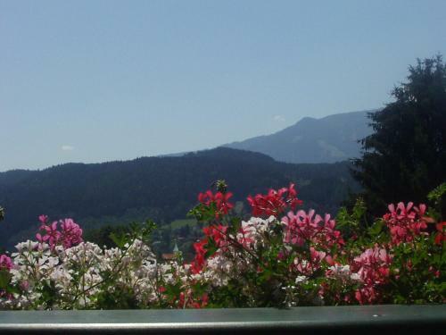 Hostal Pension & Apartments Ertl