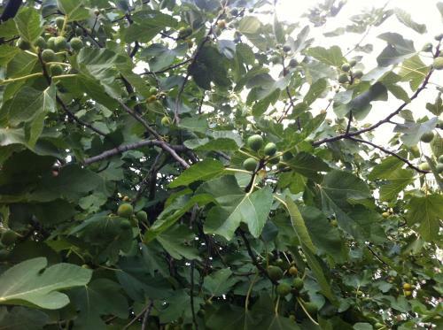 Hostal Guesthouse Liska