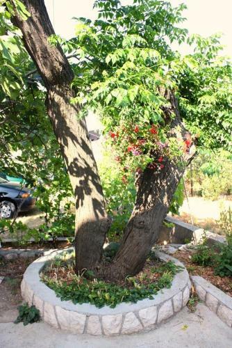 Hostal Apartment Barbat 5005a