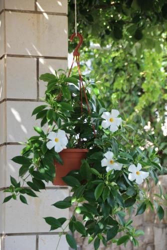 Hostal Villa Bakara