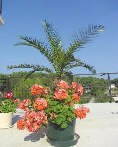 Apartment Sutivan 747a