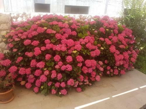 Apartamentos Villa Vanda