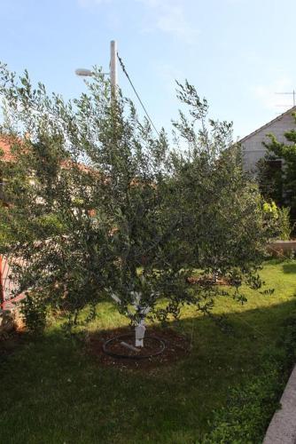 Apartment Biograd Na Moru 6152b