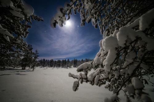Wilderness Hotel Muotka & Igloos