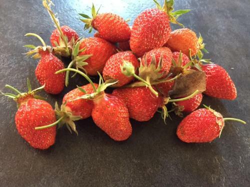 Bed & Breakfast Bergerie De Lagarrigue