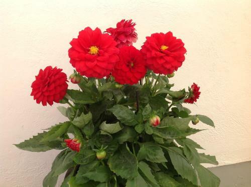 Hostal Pansion Zaharoula