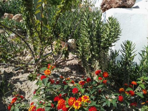 Apartamento Bouganville Studios Stegna