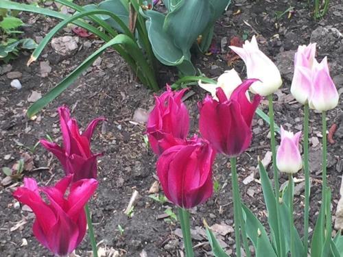Mg Apartmanh�z