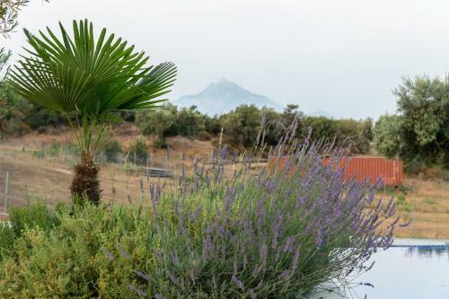 Afisia Villas
