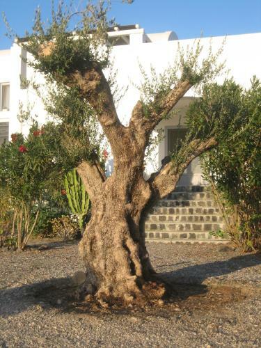 Apartamento Sun Anemos Resort