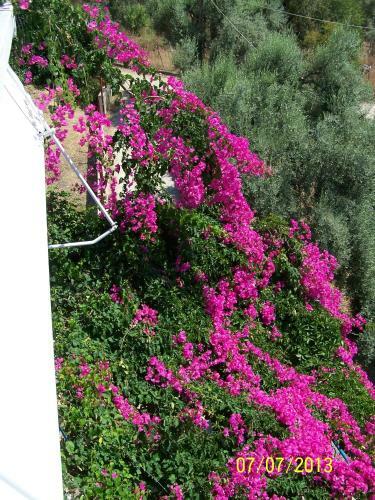 Apartamento Gianna Studios