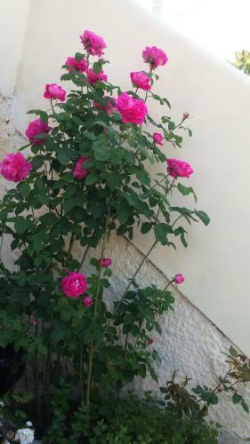 Hostal Rose Garden Rooms