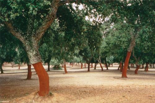Agroturismo Monte Do Brejinho De �gua