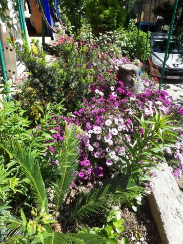 Hostal Aelita Guest House