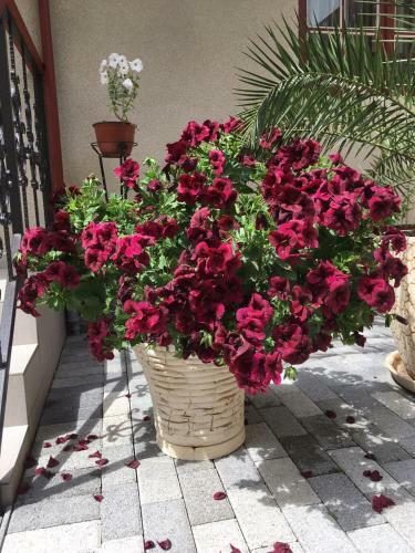 Hostal Lidiya Guest House