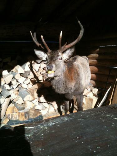 Chalet Stella Alpina - Hotel And Wellness