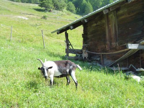 Apartamento Ferienwohnung Allalinblick