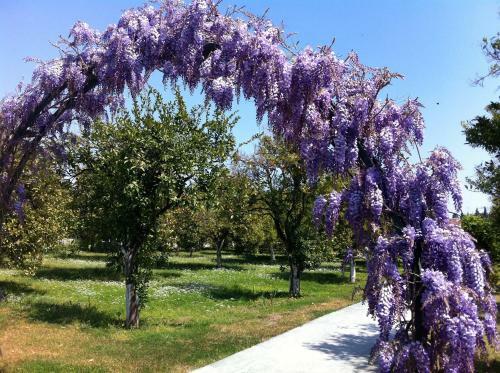 Hotel Garden Resort Bergamot