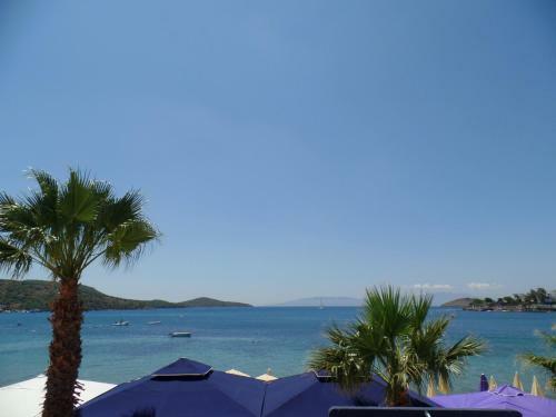 Almera Beachfront Apartmant