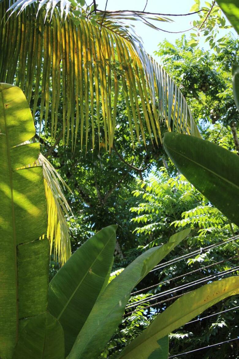 Hotel Cabinas Tortuguero