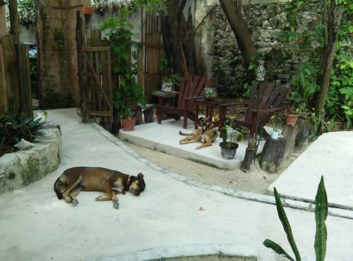 Residencia Casitas Kinsol