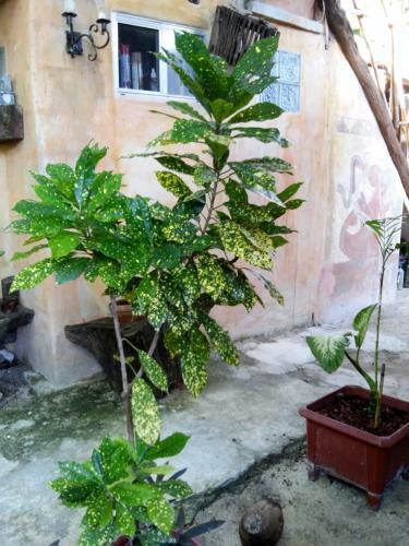 Residencia Casitas Kinsol