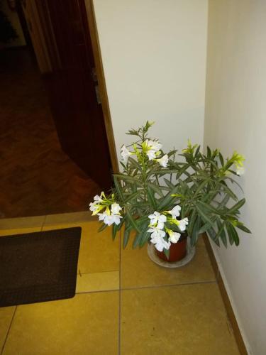 Bed & Breakfast Global Family Backpackers Hostel