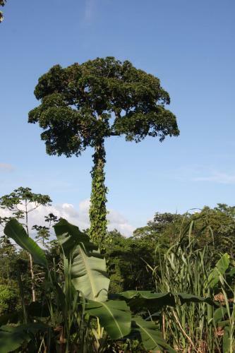 Finca Amistad Cacao Lodge