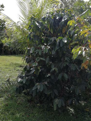 Bijagua Paradise R�o Celeste
