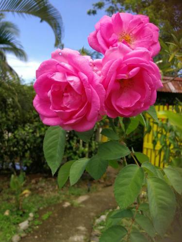 Hotel Secret Garden
