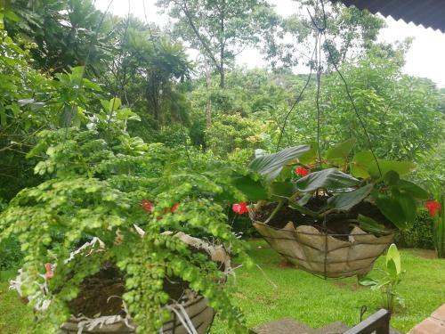 Amalfi Forest House