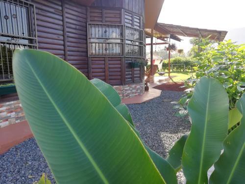 Green Treasure House Fortuna #4