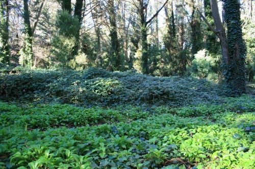 Las Cortaderas Bosque Peralta Ramos
