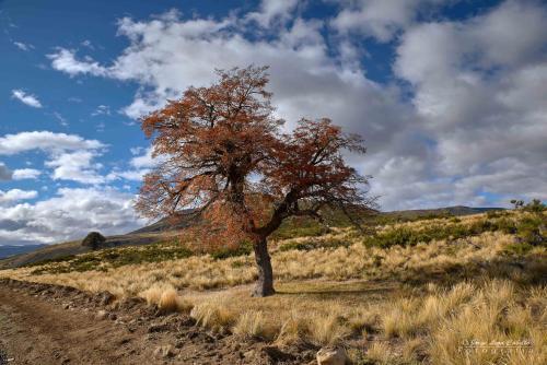 Liucura Glamping & Lodge