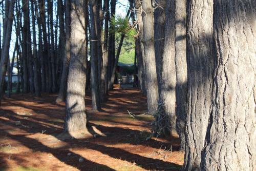 Caba�as Bosques Del Canelo