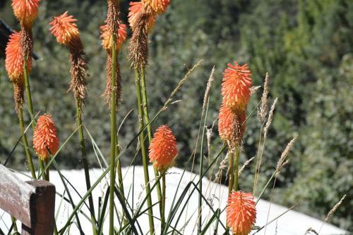 Bed & Breakfast Braatzland Huerquehue Puc�n