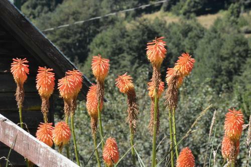 Bed & Breakfast Braatzland Huerquehue Puc�n