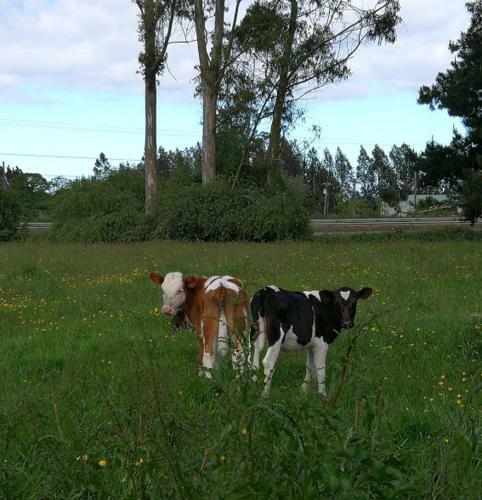 Agroturismo Caba�a En El Campo