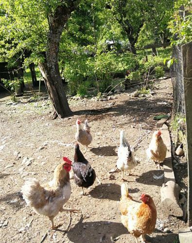 Agroturismo Caba�a En El Campo